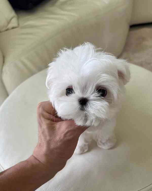   Zdravá štěňátka maltézáka a fenky k adopci zdarma  - foto 2
