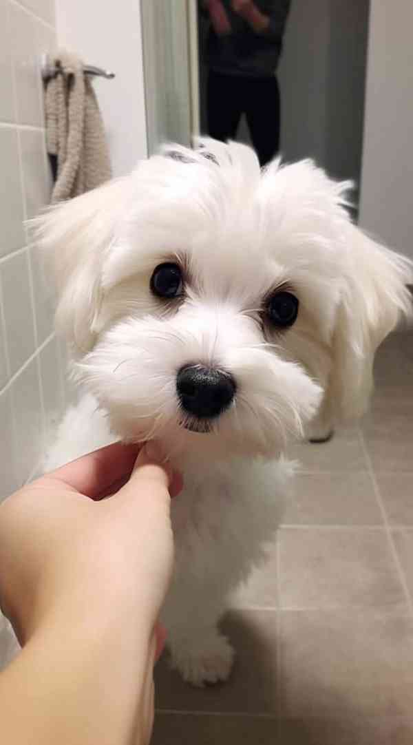   Zdravá štěňátka maltézáka a fenky k adopci zdarma  - foto 3