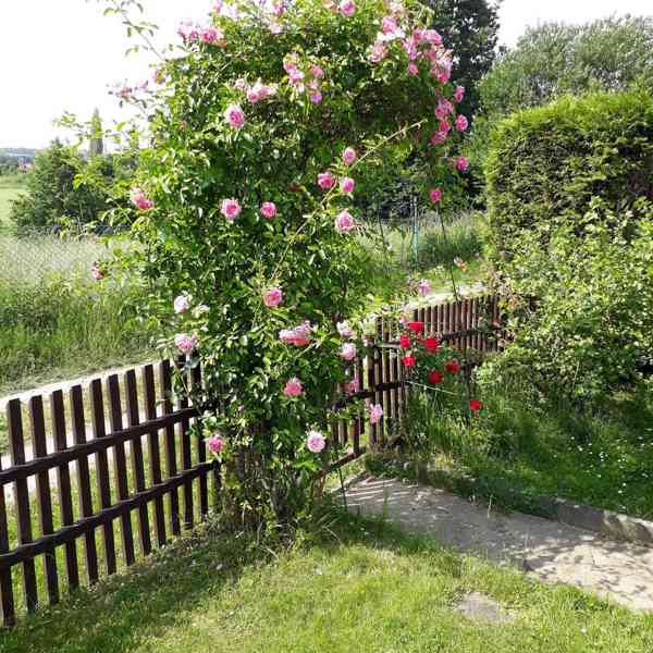 Danuše Pabelová - foto 2