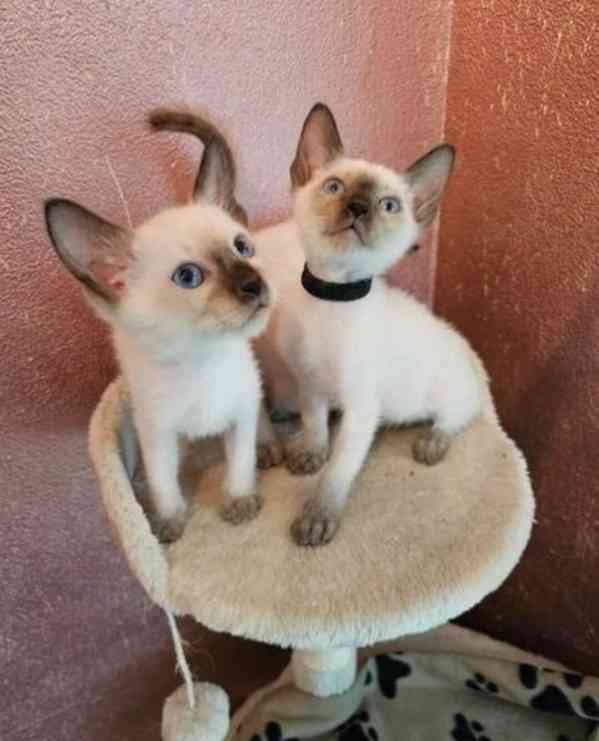 Siamská koťata hledají dobrý domov - foto 2