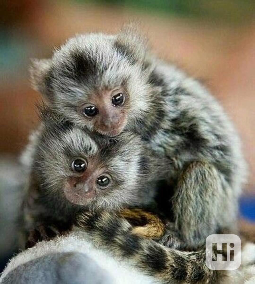 Roztomilé kosmany prstové k dispozici - foto 1