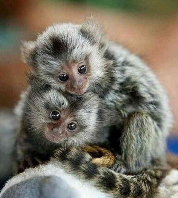 Roztomilé kosmany prstové k dispozici