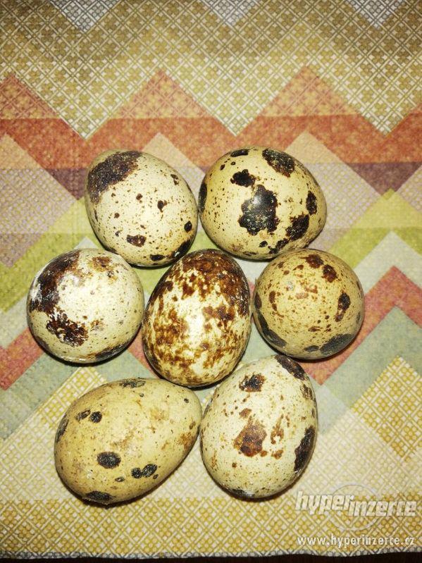 Křepelčí vajíčka - foto 1