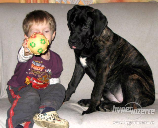 Cane Corso s PP - foto 1