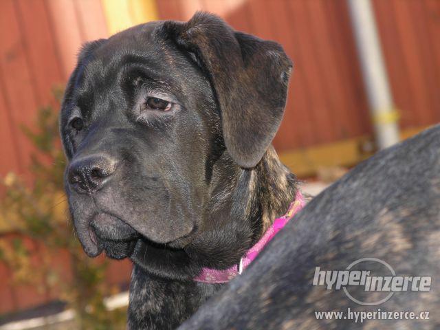 Cane Corso s PP - foto 2