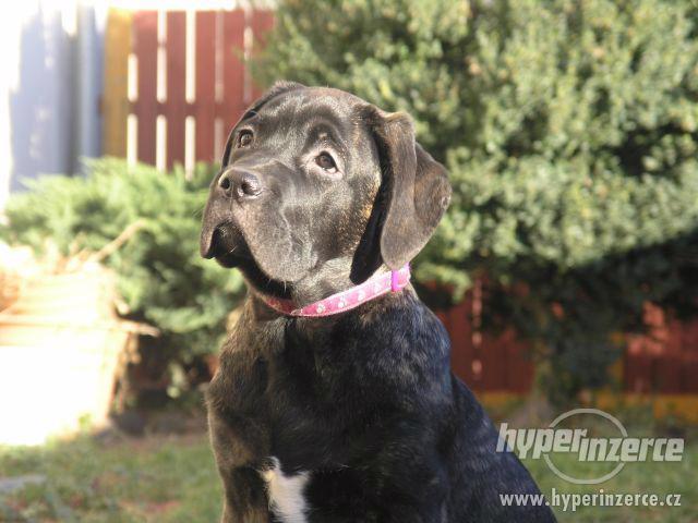 Cane Corso s PP - foto 3