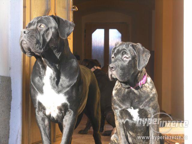 Cane Corso s PP - foto 4