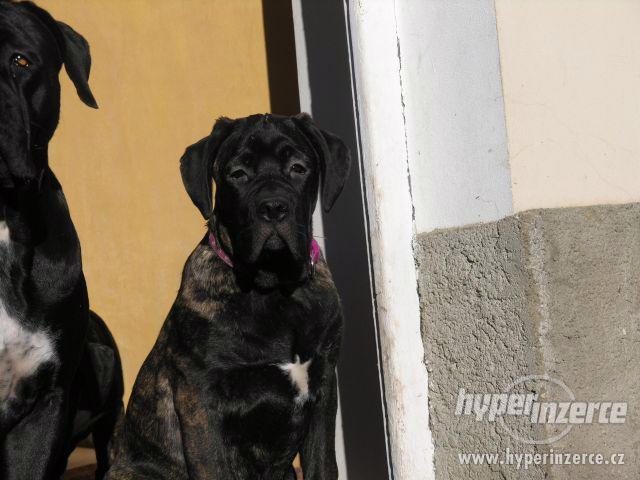Cane Corso s PP - foto 5