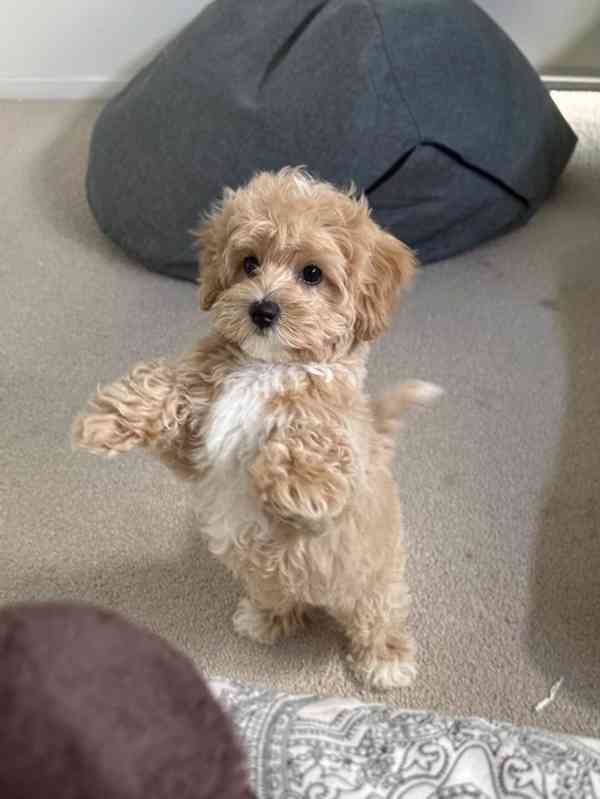 Maltské/Maltipoo mix štěňata - foto 1