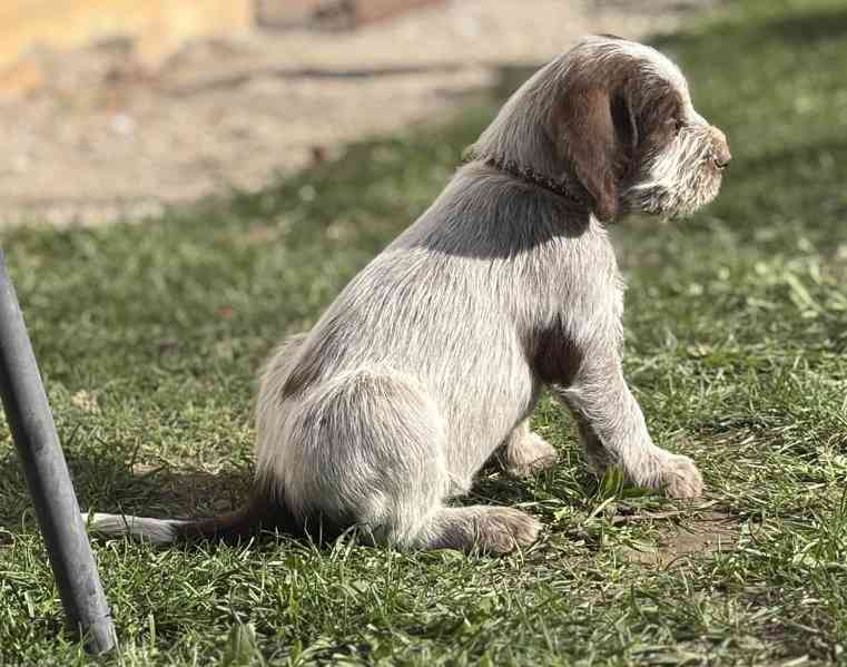 Italský spinone štěně - foto 17