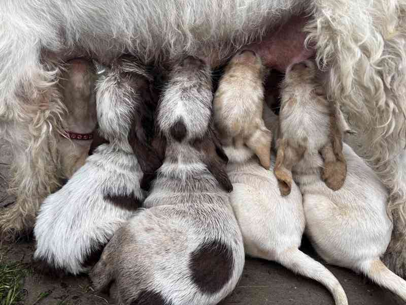 Italský spinone štěně - foto 8