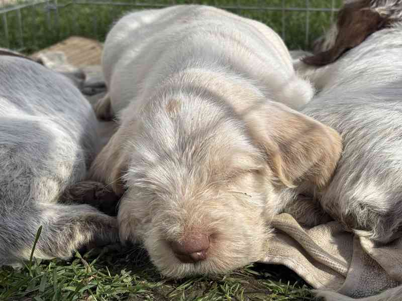 Italský spinone štěně - foto 9
