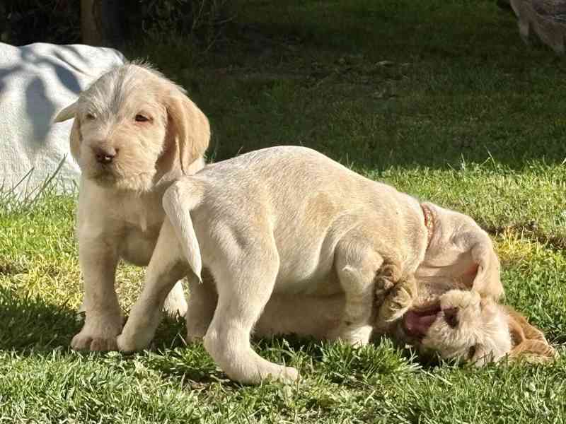 Italský spinone štěně - foto 15