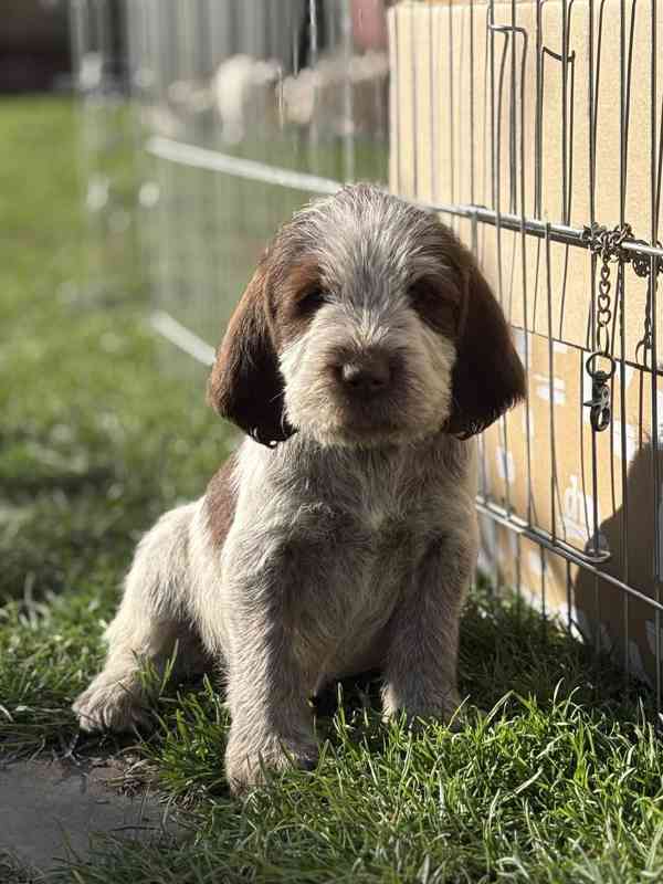 Italský spinone štěně - foto 10