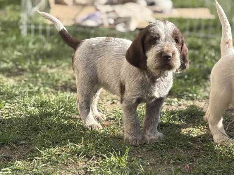 Italský spinone štěně - foto 16