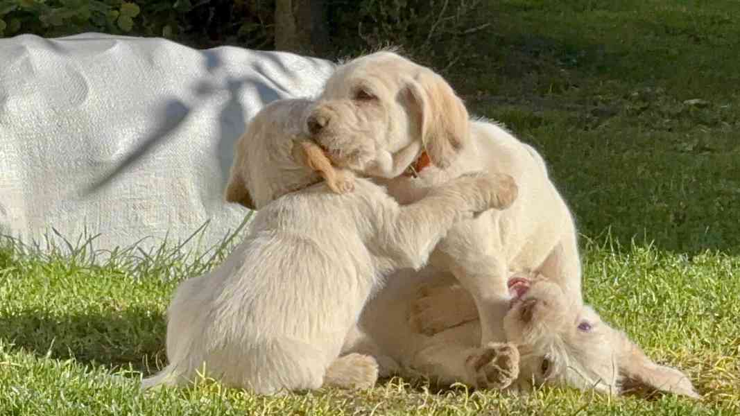 Italský spinone štěně - foto 14