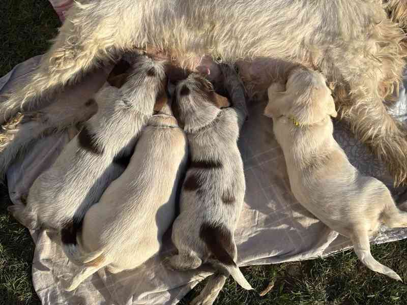 Italský spinone štěně - foto 18