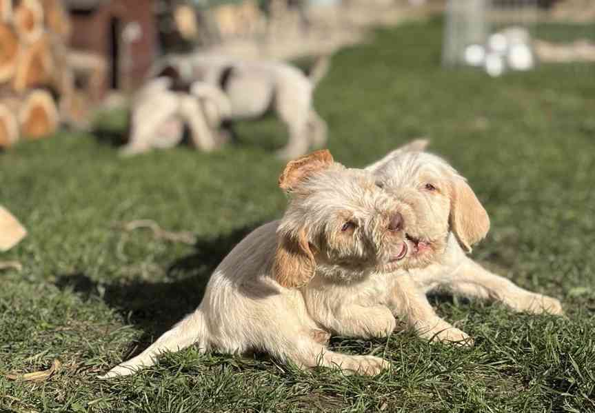 Italský spinone štěně - foto 12