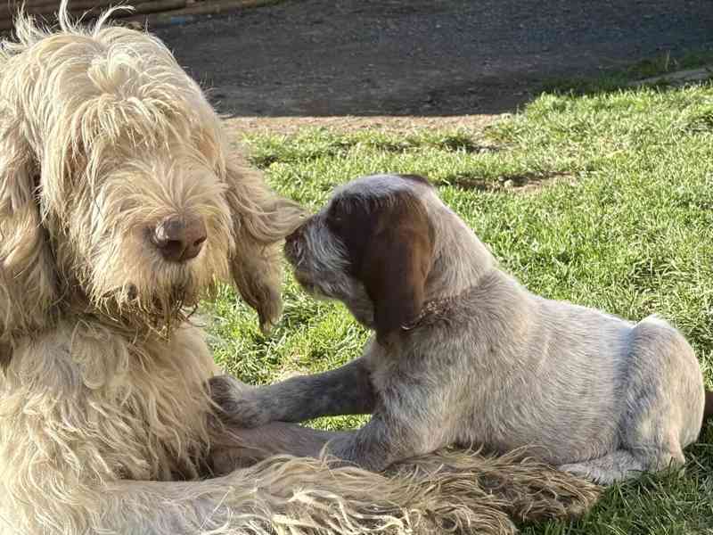 Italský spinone štěně - foto 13