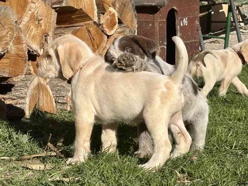 Italský spinone štěně - foto 1