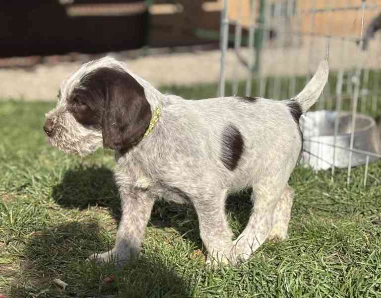 Italský spinone štěně - foto 11