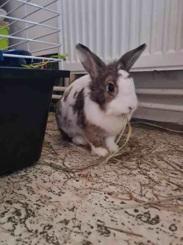 Králík  - foto 5