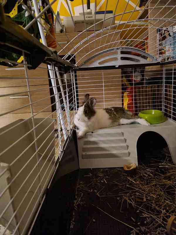 Králík  - foto 2