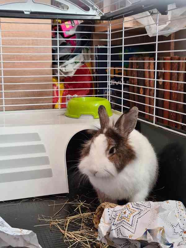 Králík  - foto 4