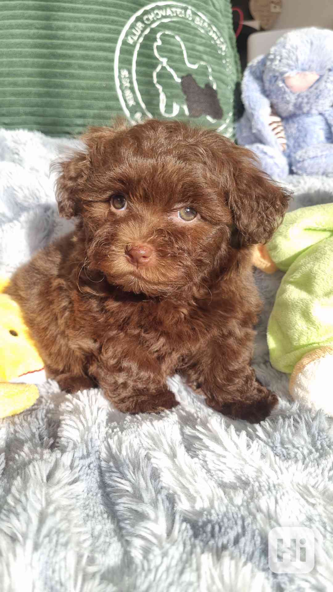 Ruská Barevná Bolonka s PP  - foto 1