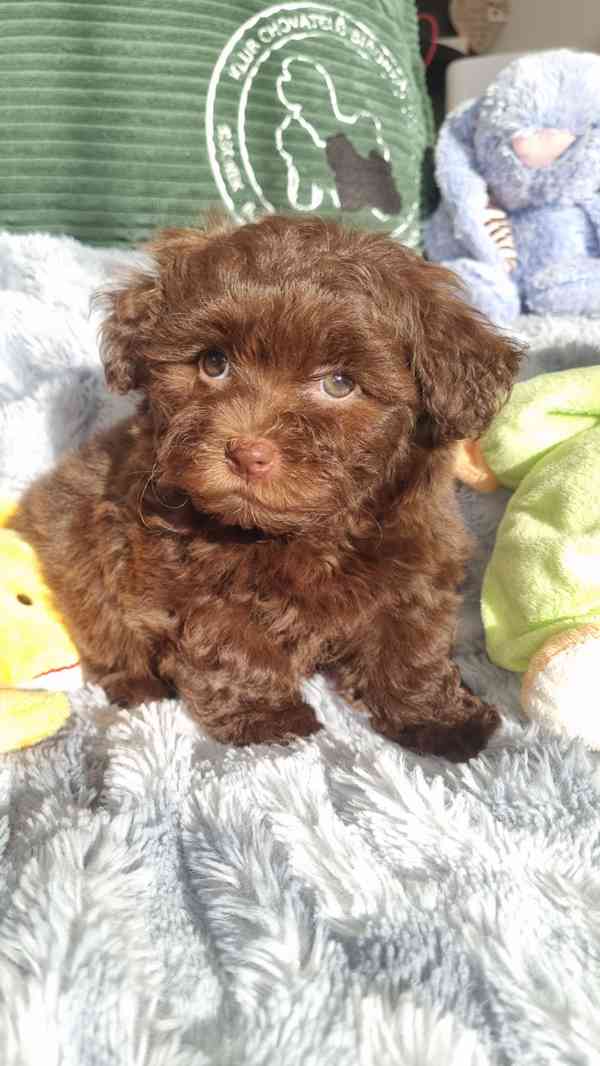 Ruská Barevná Bolonka s PP  - foto 1