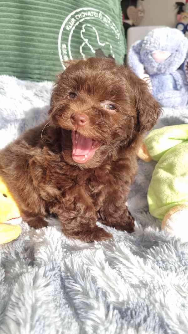 Ruská Barevná Bolonka s PP  - foto 6