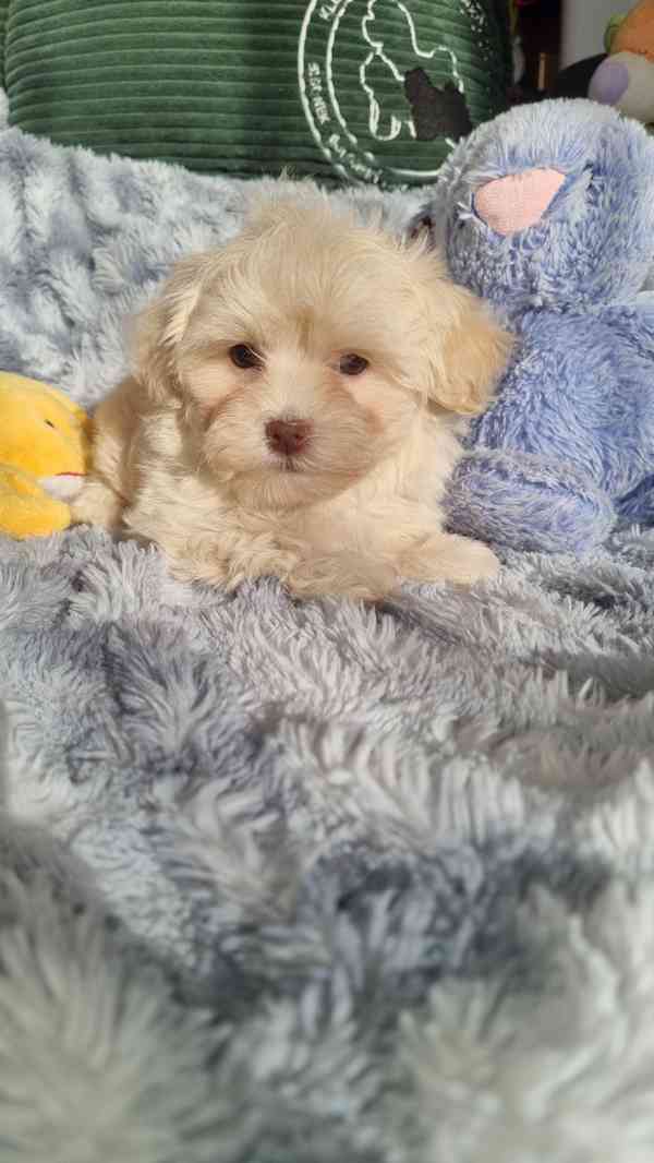 Ruská Barevná Bolonka s PP  - foto 5