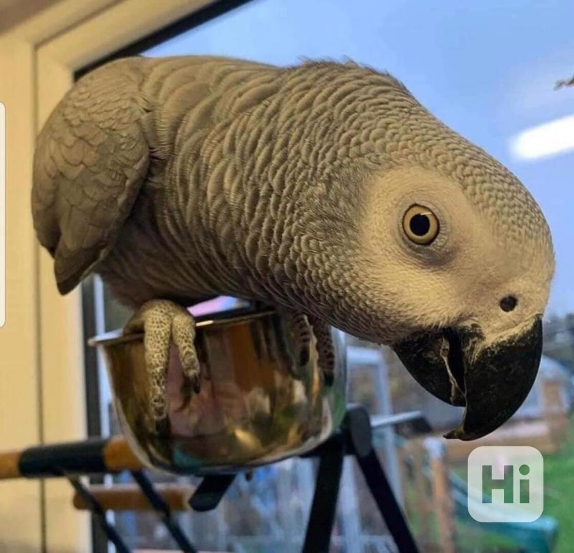 Krásní papoušci konžští afrošedí připraveni k prodeji - foto 1