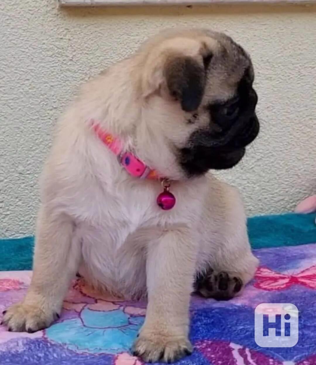   Beautiful pug  puppies  - foto 1