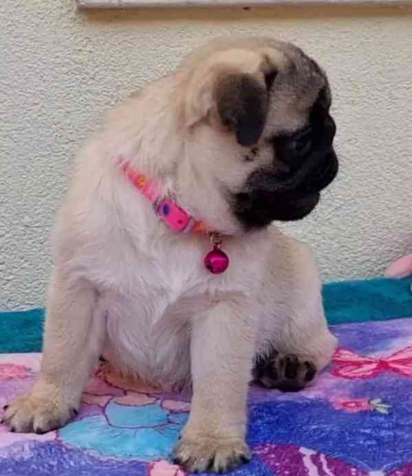Beautiful pug puppies - foto 1