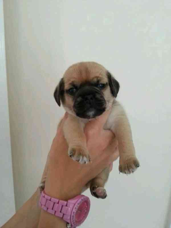   Beautiful pug  puppies  - foto 2