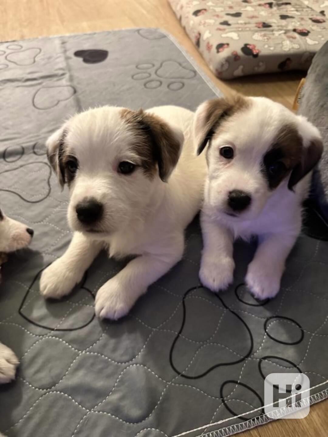 Prodám štěňata Jack Russel Terier - foto 1