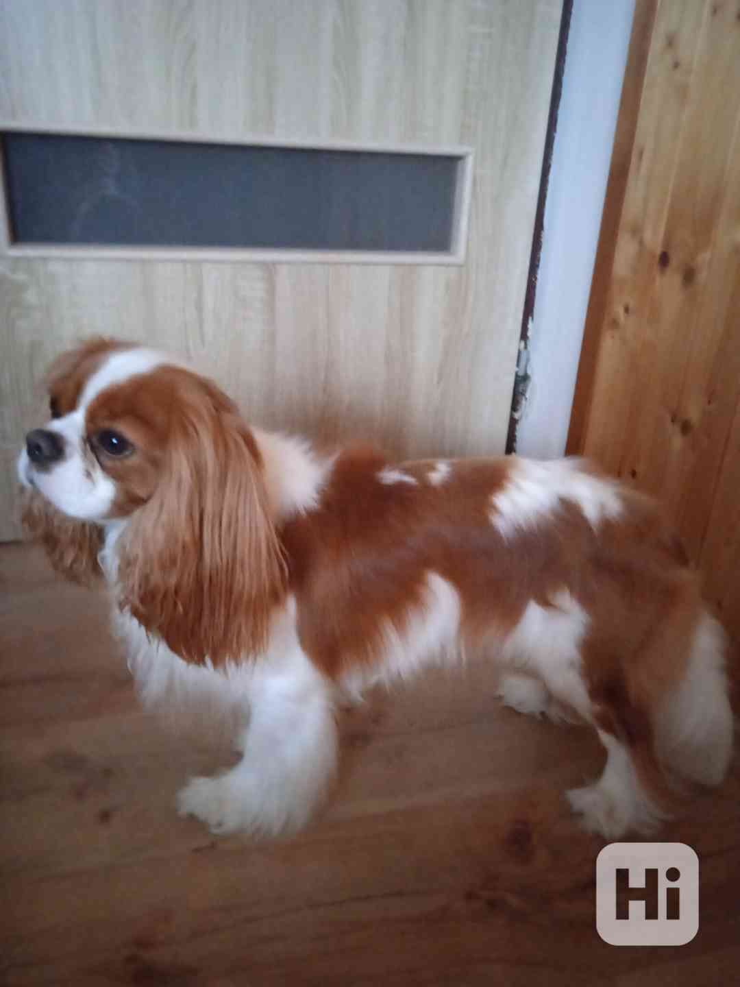 Kavalír King Charles španěl - foto 1
