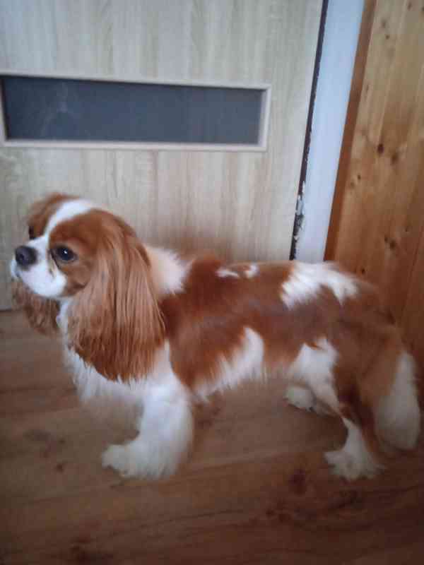 Kavalír King Charles španěl - foto 1