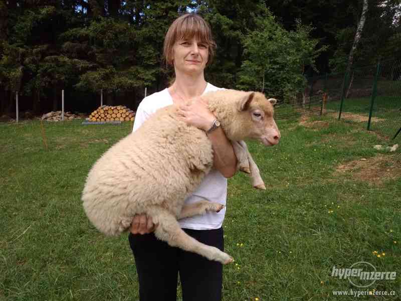 Prodám východofríské ovce - foto 2
