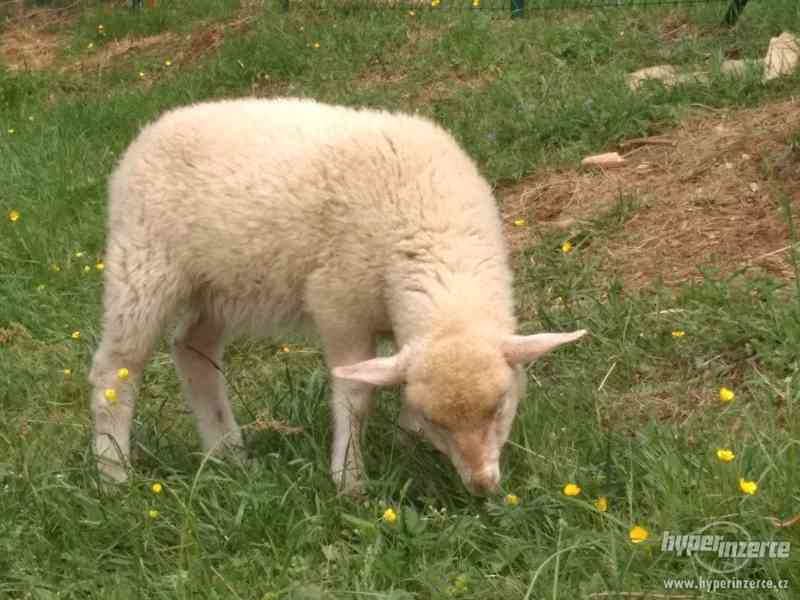 Prodám východofríské ovce - foto 3