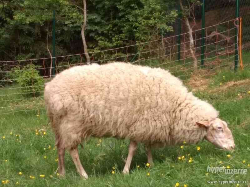 Prodám východofríské ovce - foto 4
