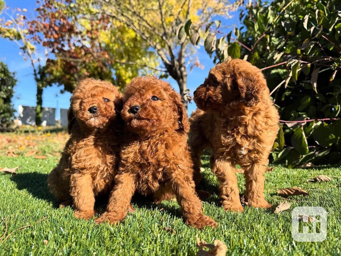 🌟🐩 Okouzlující štěňátka meruňkového pudla - foto 1