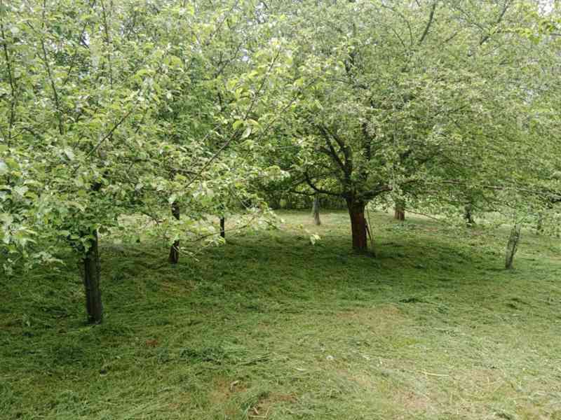 Prodej zahrady / sadu 1 872 m² – Soběchleby, okres Přerov - foto 9