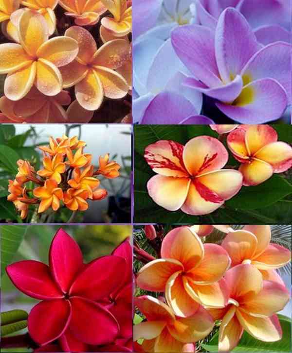 sazenice Plumeria Frangipani mix barev 8-10 cm - foto 1