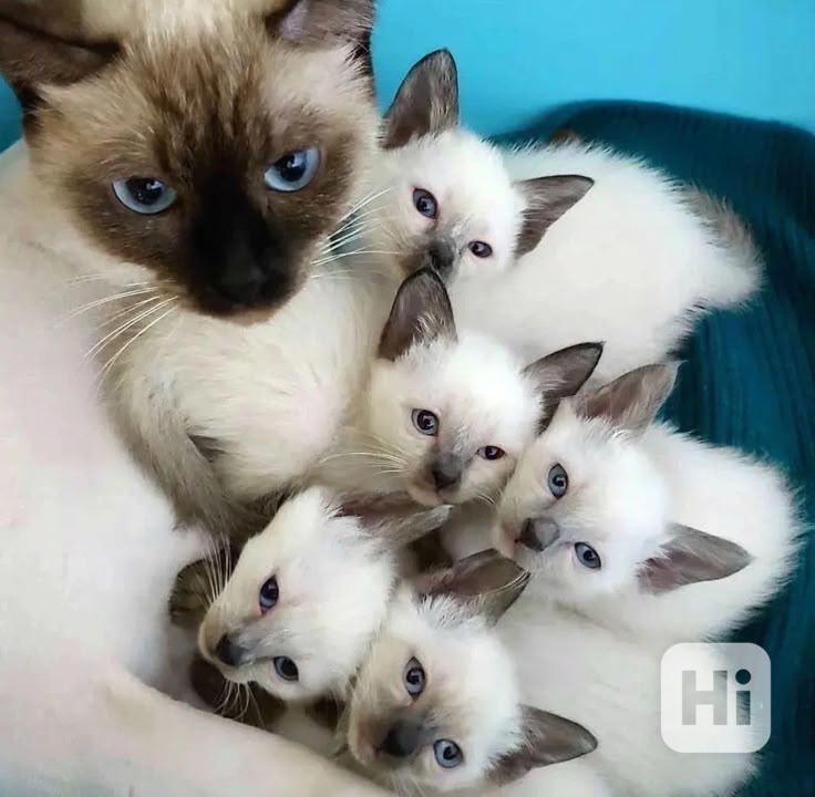 Zdarma ragdoll kotě k adopci hned teď   - foto 1