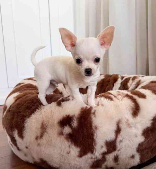 Civava s pp - foto 1