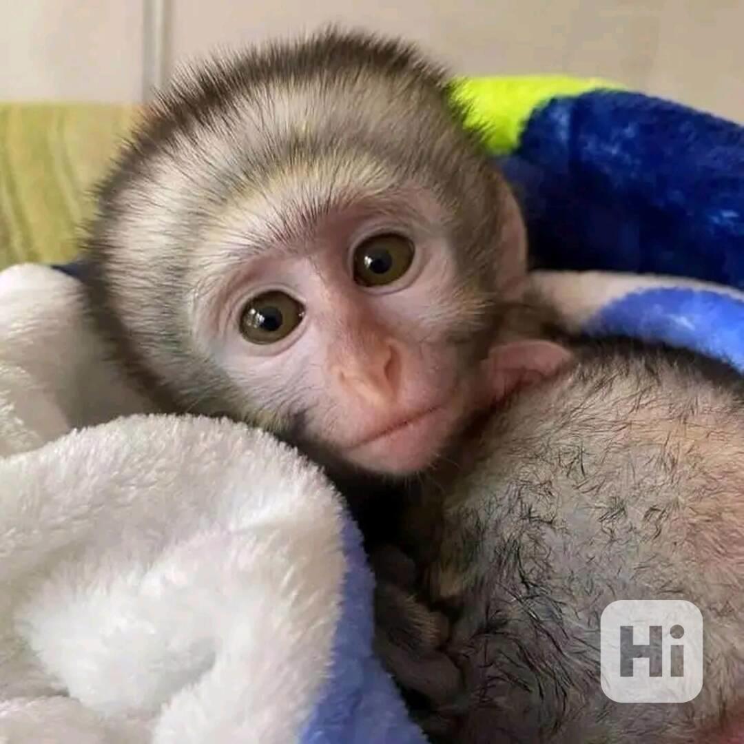  Šťastný chlapeček a holčička Capuchin Beauty  - foto 1
