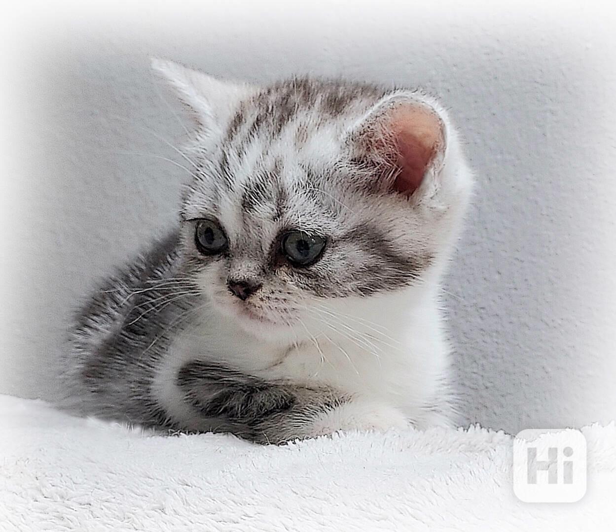 Britská stříbřitá koťátka "whiskas" s průkazem původu - foto 1