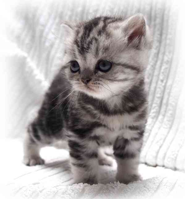 Britská stříbřitá koťátka "whiskas" s průkazem původu - foto 6